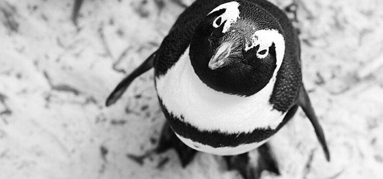 WHERE TO SEE CAPE TOWN’S BELOVED PENGUINS